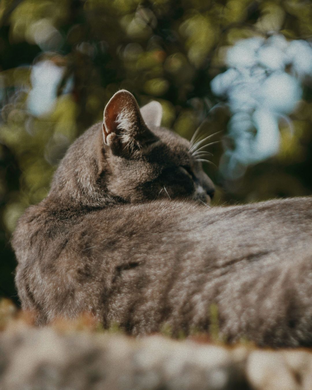 katt på moses katthotell bakgrundsbild