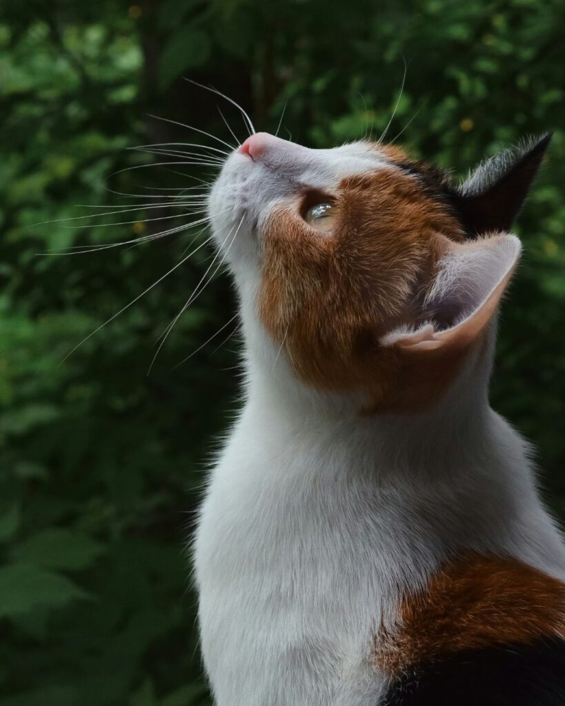 katt hona, spräcklig på moses katthotell