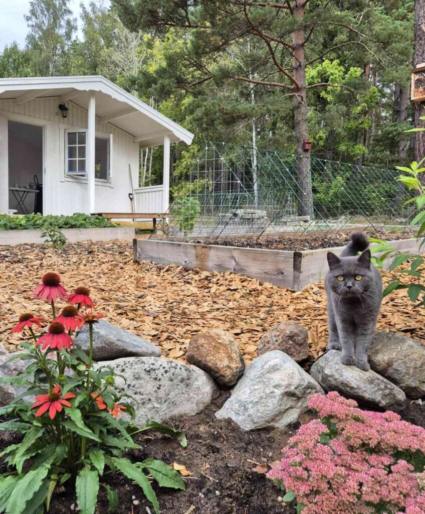 moses katthotell med katthotellet i bakgrunden