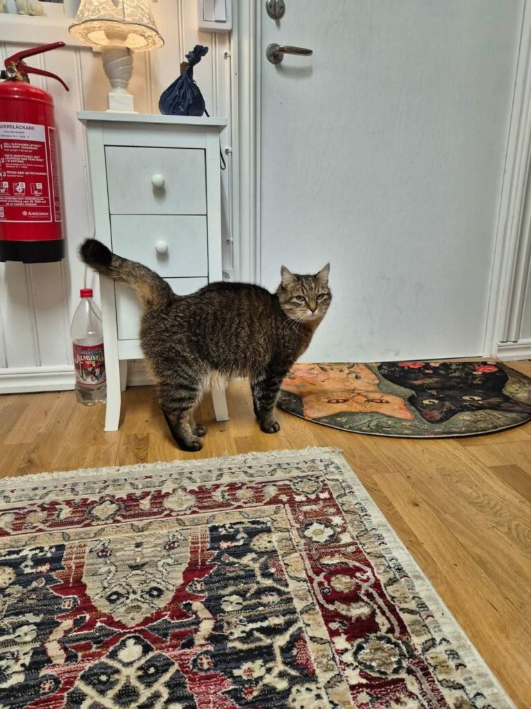 moses katthotell hotellgäst