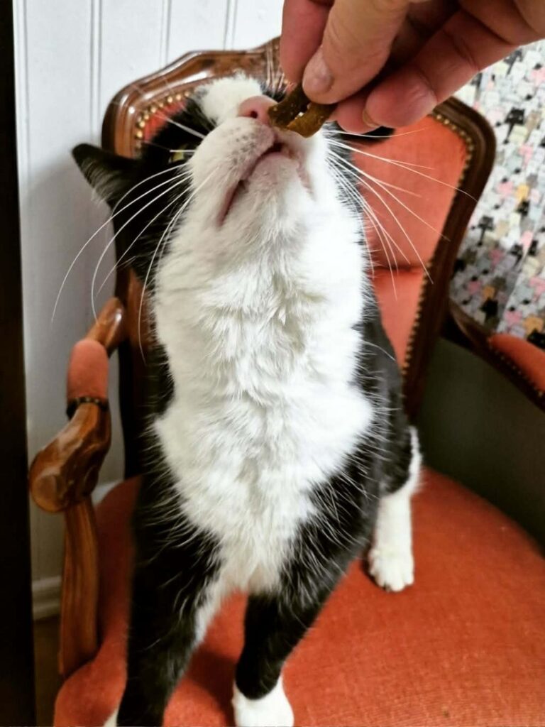 moses katthotell katt som kelar och får kattgodis