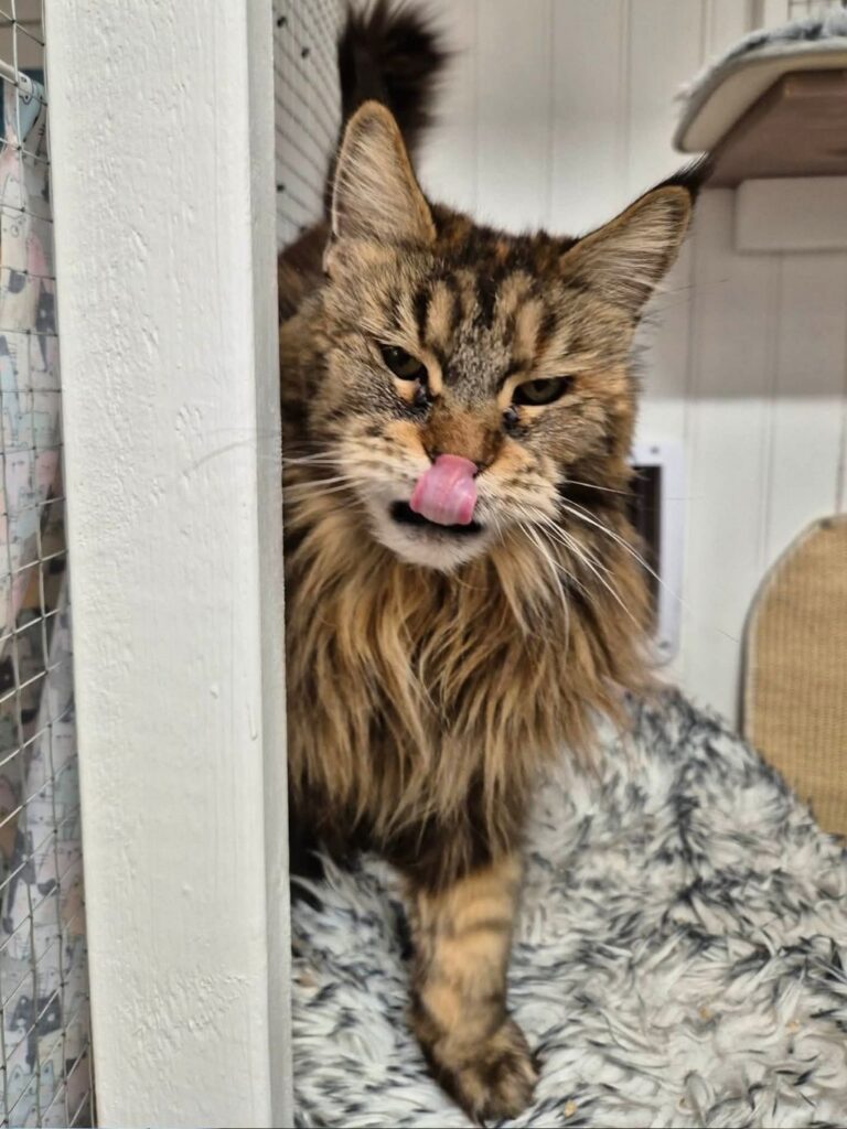 moses katthotell katt som myser inne