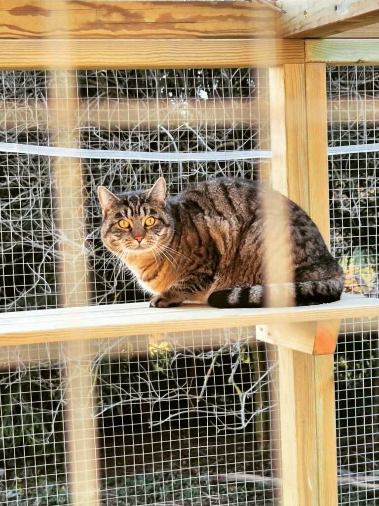 moses katthotell katt som myser tryggt utomhus