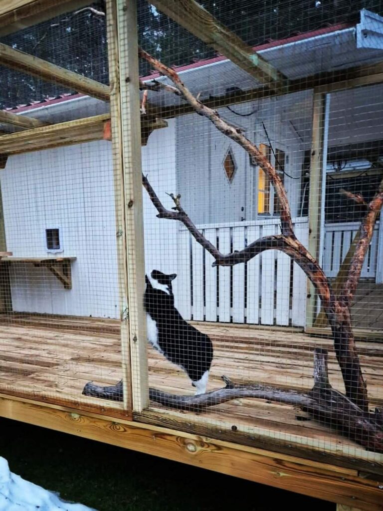 moses katthotell katt som sträcker på sig utomhus