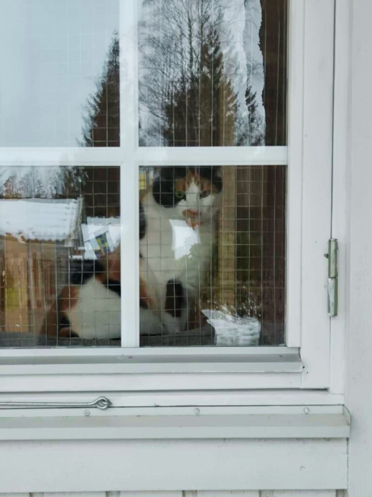 moses katthotell katt tittar ut genom sitt fönster