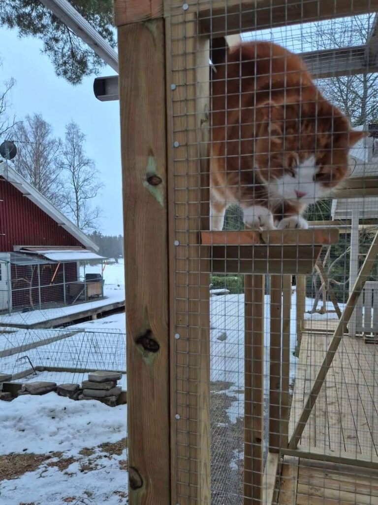 moses katthotell katt utforskar utomhus boxen