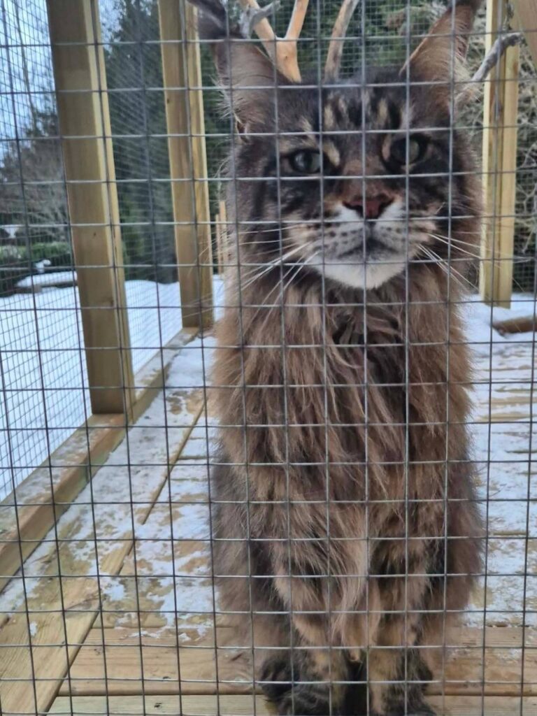 moses katthotell katt utomhus