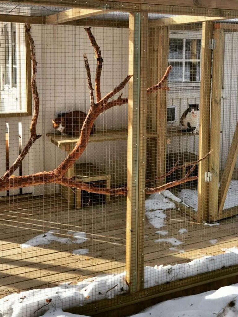 moses katthotell katter som myser utomhus