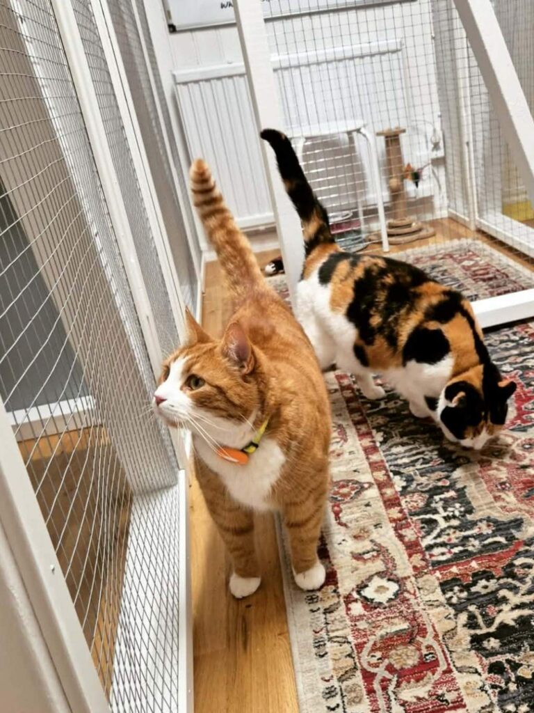 moses katthotell två katter som myser inne